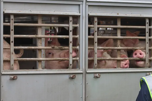 In Steinhaus bei Wels kracht ein Lkw zuerst in einen voll beladenen Schweinetransporter und dann in zwei Pkw. | Foto: laumat.at