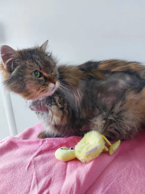 Die zutrauliche Katze „Bonnie“ wurde stark verwahrlost aufgefunden und von der Pfotenhilfe aufgenommen. | Foto: Pfotenhilfe Lochen