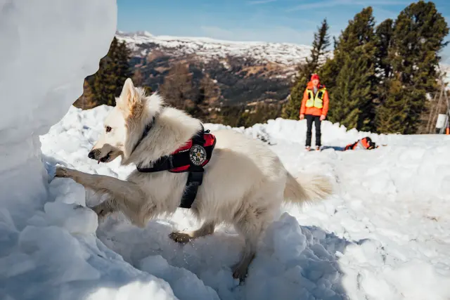 Auch die Hundestaffel der Bergrettung war im vergangenen Jahr gefordert. | Foto: Daniel Gollner