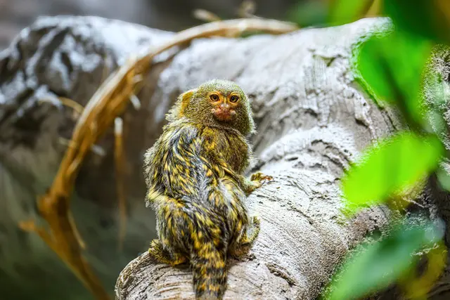 Die winzigen Primaten erreichen ein Körpergewicht von nur etwa 120 Gramm.  | Foto: Haus des Meeres