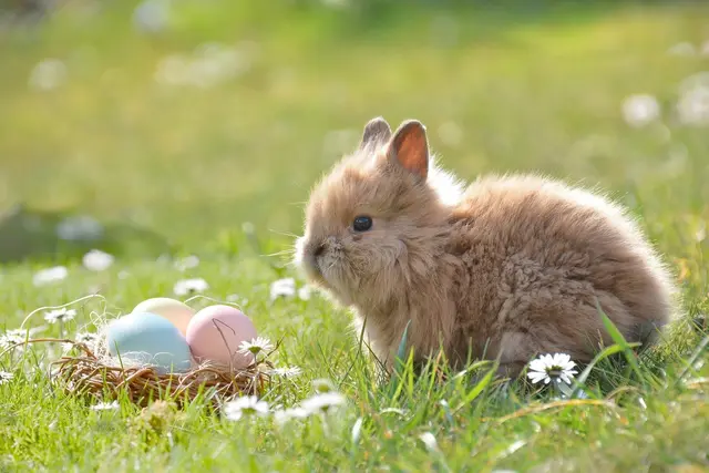 In Wien hoppelt der Osterhase durch die Straßen und Märkte. | Foto: pixabay.com
