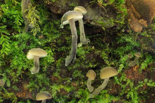 Pilze zählen zu den artenreichsten und zugleich am wenigsten erforschten Organismengruppen unserer Wälder. | Foto: Gernot Friebes