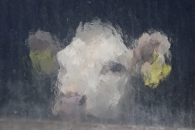 .....neugierig lauschte das kleine Kälbchen,
was ich ihr zu sagen hatte....haha
Bleibt mein Geheimnis.😉