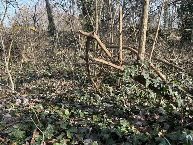 Wälder sind nicht nur Natur – sie sind Lebensgrundlage, Klimaschützer und Erholungsraum zugleich.
 | Foto: Claudia Bräuer