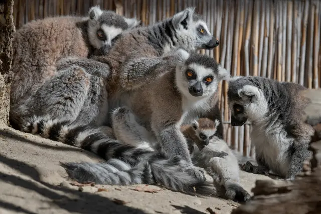 Beim offiziellen Spatenstich im Afrikabereich des Zoo Salzburg fiel der Startschuss für die neue Anlage. | Foto: Zoo Schmiding / Peter Sterns