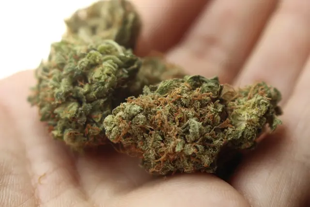 Über ein Kilogramm Cannabis konnte der St. Pöltner ernten - auch, wenn die Qualität zu wünschen ließ (Symbolbild). | Foto: Pixabay