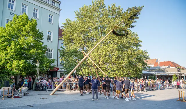 Maibaumaufstellen am Hauptplatz 2025. | Foto: Stadt WRN (Wehrl, Gartner)