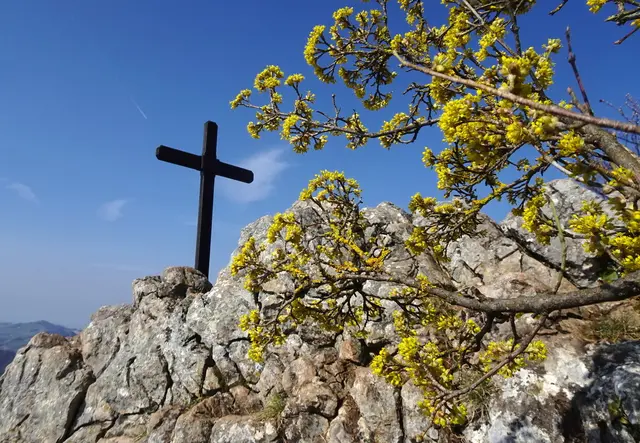 Blühender Dirndlstrauch als Dekoration auf der Spitzmauer