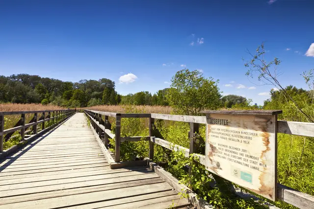 Die Lobau ist Teil des Nationalparks Donau-Auen und bietet ein einzigartiges Naturerlebnis. Für Wiens Tier- und Pflanzenvielfalt. Ein Ausflug lohnt sich vor allem für Natur- und Tierliebhaber. | Foto: panthermedia/creativemarc