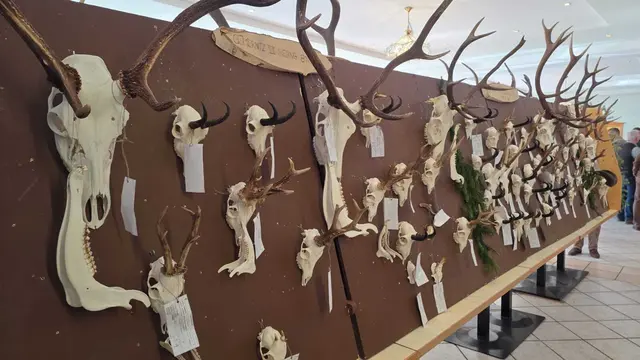 Natürlich wurden auch Jagdtrophäen gezeigt. | Foto: Gemeinde Puchberg