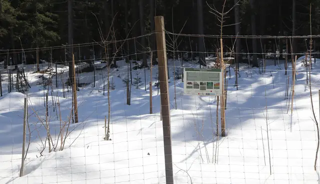 Einblick in die Bauminsel der Vielfalt: Eiche, Tanne, Rotbuche, Bergahorn, Ulme, Eberesche und Kirsche wurden gepflanzt, um einen zukunftsfitten Mischwald entstehen zu lassen.  | Foto: Tatschl