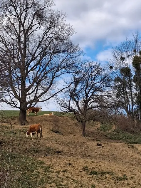 Und fast im Ort, dennoch die ersten Weidetiere | Foto: Gold Michaela