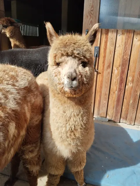 Der kleine Liebling Punto