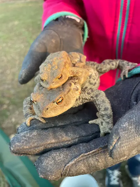 Gerettetes Erdkrötenpaar; Männchen oben. Gerettetes Grasfrosch-Pärchen; Männchen oben. © P. Pimingsdorfer