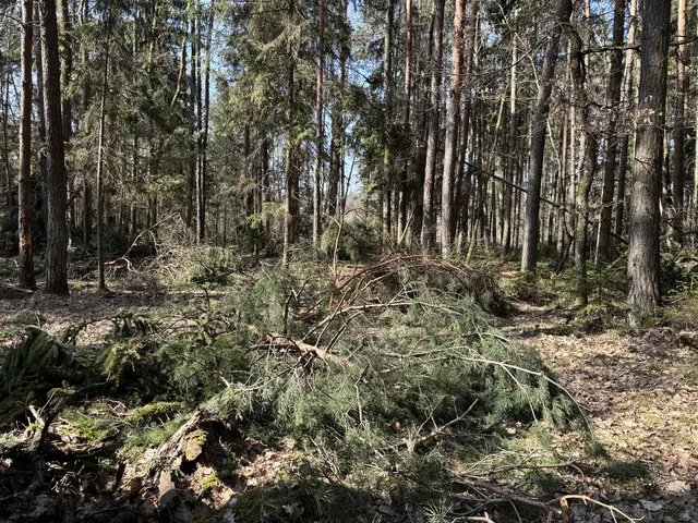 Egal, wo man hinschaut: In den meisten Wäldern - wie hier in Eltendorf am Haarberg - hinterließ der Schneebruch große Schäden.  | Foto: MeinBezirk/Elisabeth Kloiber