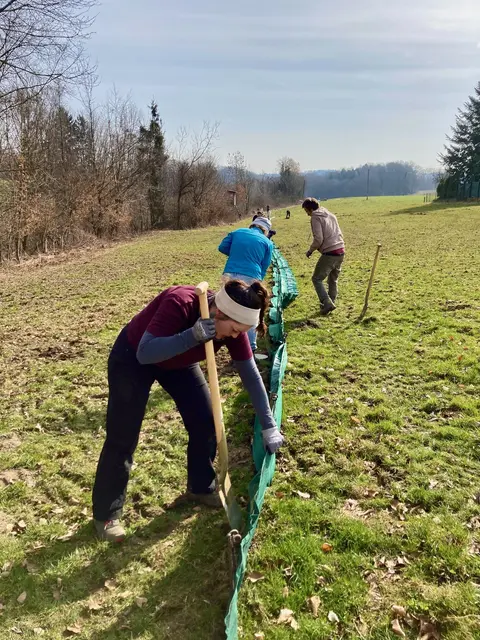 Ein 400 Meter langer Zaun wird aufgebaut. © H. Kurz
