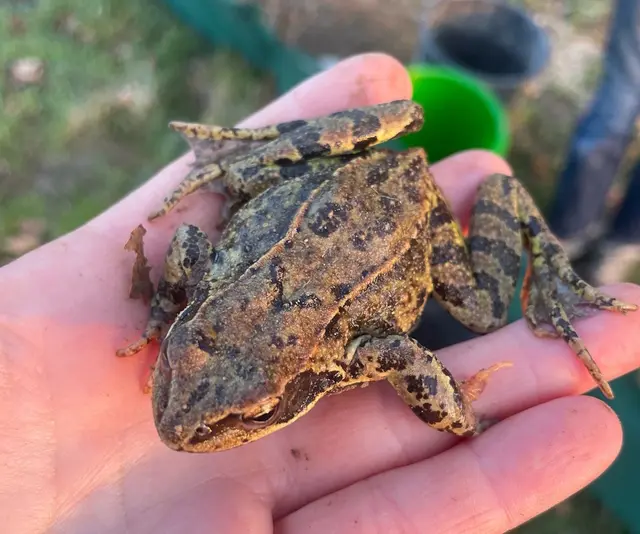 Grasfrösche sind in der Körperfärbung sehr variabel. © P. Pimingsdorfer