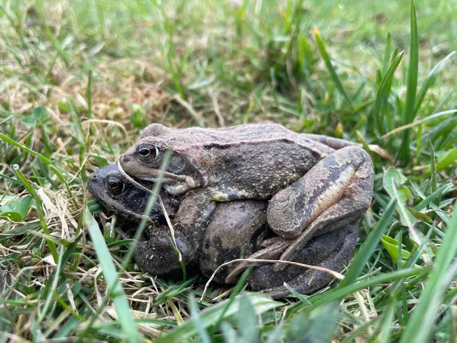 Grasfrosch-Pärchen; Männchen oben; © P. Pimingsdorfer