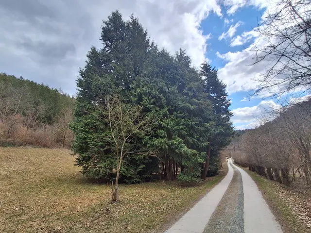 der Gruppe - so alte Thujen sind Recht selten zu sehen | Foto: Gold Michaela