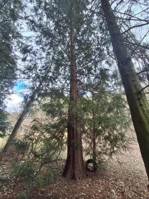 Ein Lebensbaum  | Foto: Gold Michaela