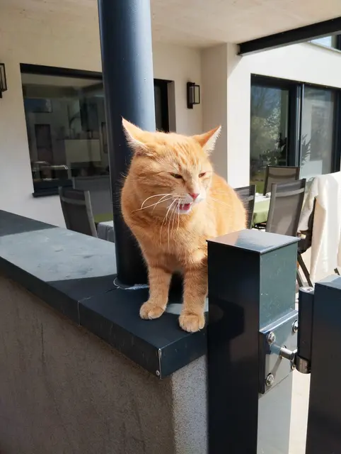 Kater will auch dabei sein!