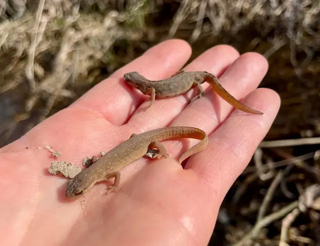 Teichmolch-Pärchen, Weibchen im Vordergrund; © P. Pimingsdorfer