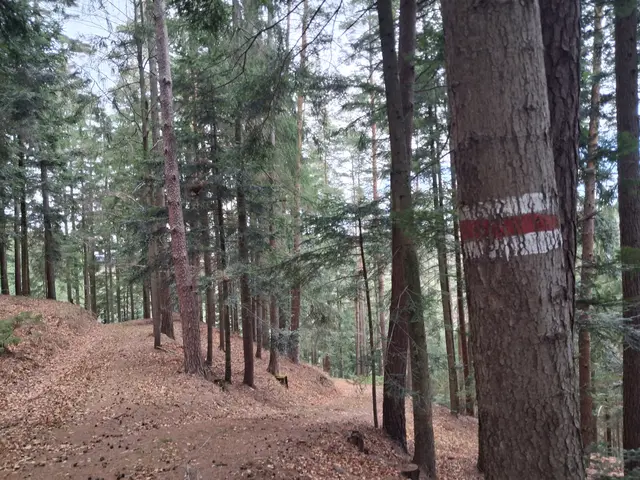 Ab und zu seh ich Markierungen, Mal grün, blau und rot und oft ganz schwach. Dürften alte Wanderwege sein | Foto: Gold Michaela