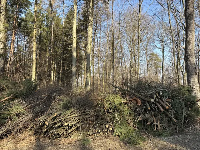 Überall in den Wäldern wie hier in Heiligenkreuz türmen sich die vom Schneebruch geschädigten Geäste.  | Foto: MeinBezirk/Elisabeth Kloiber