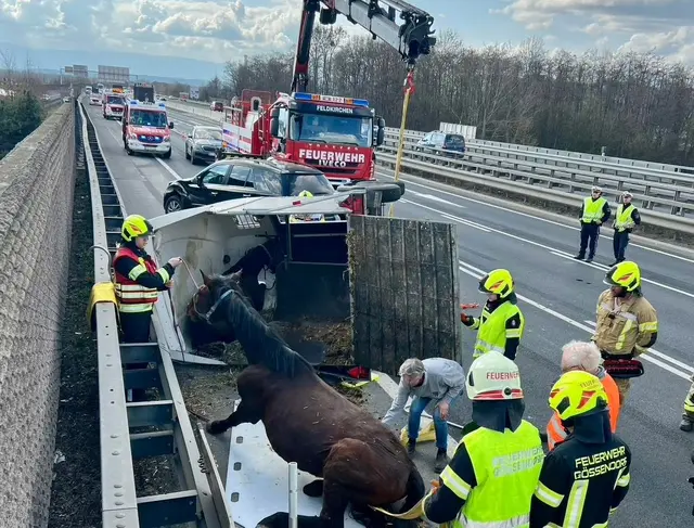 Zwei Feuerwehren führten die Tierrettung auf der Südautobahn durch. | Foto: FF Feldkirchen bei Graz