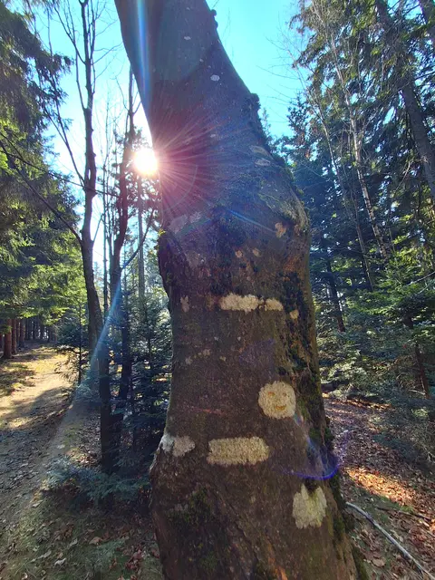 Das Baumgsichterl freut dich über die bunten Sonnenstrahlen  | Foto: Gold Michaela