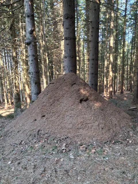 Der höchste  Ameisenhügel, den ich bis jetzt gesehen habe - ca. 1,5 m hoch | Foto: Gold Michaela