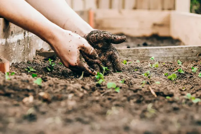  Für den Balkon ist hochwertige Blumenerde besonders wichtig. Je nach Pflanze kann man dabei spezielle Erdmischungen verwenden. | Foto: Unsplash/Sandie Clarke