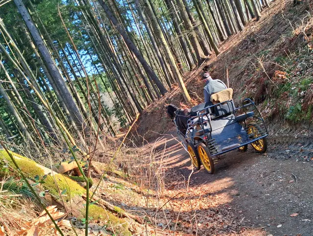Den Rhytmus des Pferdegetrappels habe ich von weitem gehört | Foto: Gold Michaela