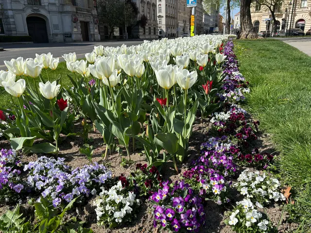 Was der Frühling in Wien alles zu bieten hat, hat MeinBezirk für euch aufgelistet. (Symbolfoto) | Foto: Nikki Gretz-Blanckenstein/MeinBezirk