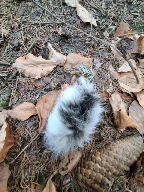 Ein Hasenteil  | Foto: Gold Michaela