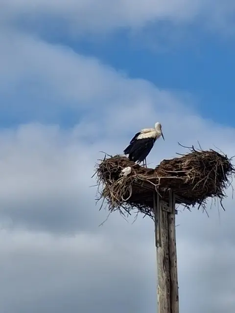 Storch in Bad Schönau  | Foto: Gold Michaela