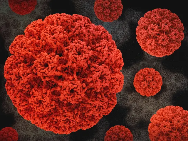 HPV ist nicht in allen Fällen die Ursache von anogenitalem Krebs. Darauf machten Fachleute im Vorfeld des internationalen HPV-Kongresses "EUROGIN" aufmerksam, der von 18. bis 21. März im Austria Center Vienna (ACV) stattfindet. (Symbolbild)
 | Foto: National Institute of Allergy and Infectious Diseases/Unsplash