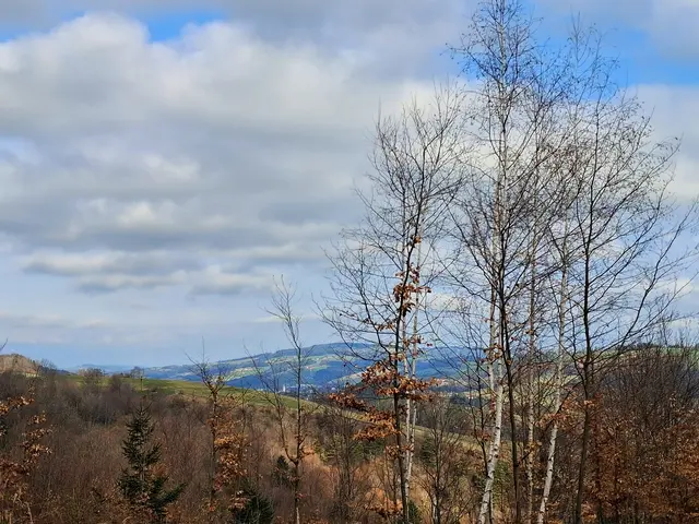 Erster Ausblick aus dem Wald | Foto: Gold Michaela