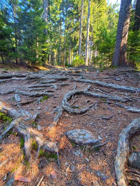 Das Wurzelgeflecht ist fast zu schade  um es zu betreten  | Foto: Gold Michaela