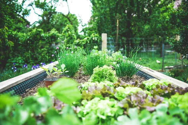 In Hochbeeten gedeihen Kräuter und Salate besonders gut. | Foto: unsplash/Markus Spiske
