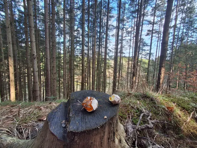 Wer das Ei wohl hierher gelegt hat? | Foto: Gold Michaela