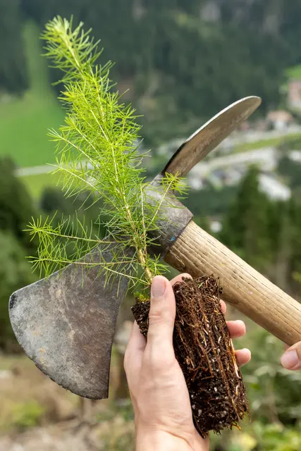 Junge Lärche zur Wiederaufforstung. | Foto: oebf/Wolfgang Lackner