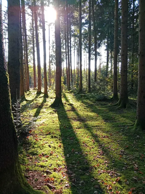 Anlässlich des "Internationalen Tag des Waldes" am 21. März möchte das Holz- und Werkzeugmuseum Lignorama in Riedau die vielfältigen Funktionen des Waldes aufzeigen.  | Foto: Cornelia Schlosser