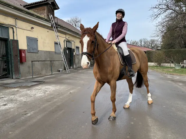 Marele Sladek auf ihrem Pferd Ohgy im Reitstall Hippo-Sport in der Freudenau. | Foto: Mathias Kautzky/MeinBezirk