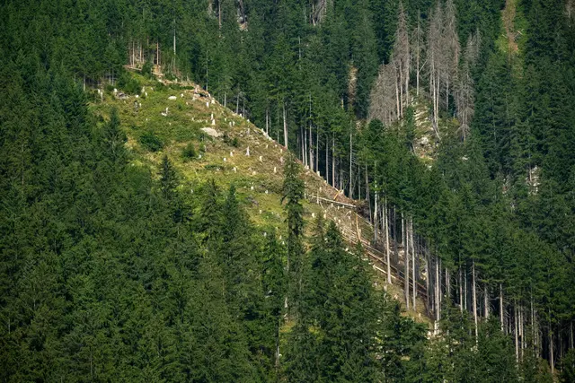 Wiederaufforstung im Schutzwald im Zillertal. | Foto: oebf/Wolfgang Lackner