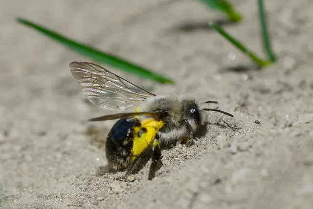 Die Weidensandbiene (Andrena vaga) ist eine der ersten, im Frühjahr aktiven Arten in der Region. | Foto: Wolfgang Schruf/Naturschutzbund Österreich