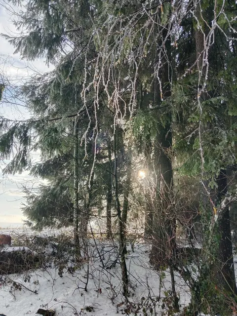 Außerdem reduzieren Wälder Lärm, bremsen den Wind und filtern das Licht.  | Foto: Cornelia Schlosser