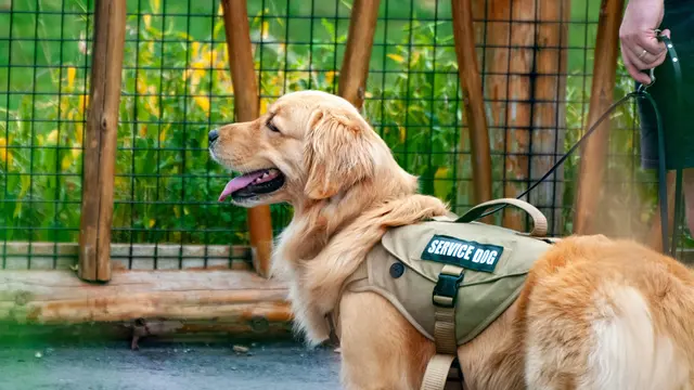 Fressnapf möchte Projekte mit tierischem Engagement und besondere Haustiere vor den Vorhang holen. | Foto: unsplash/Andy Luo