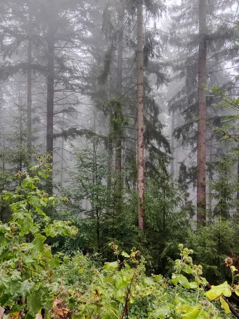 Fichtenwald im Nebel mit Klette | Foto: Cornelia Schlosser