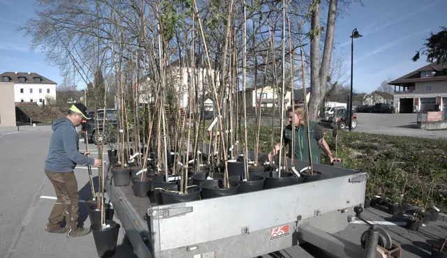 Obstbaum-Aktion in Frankenburg